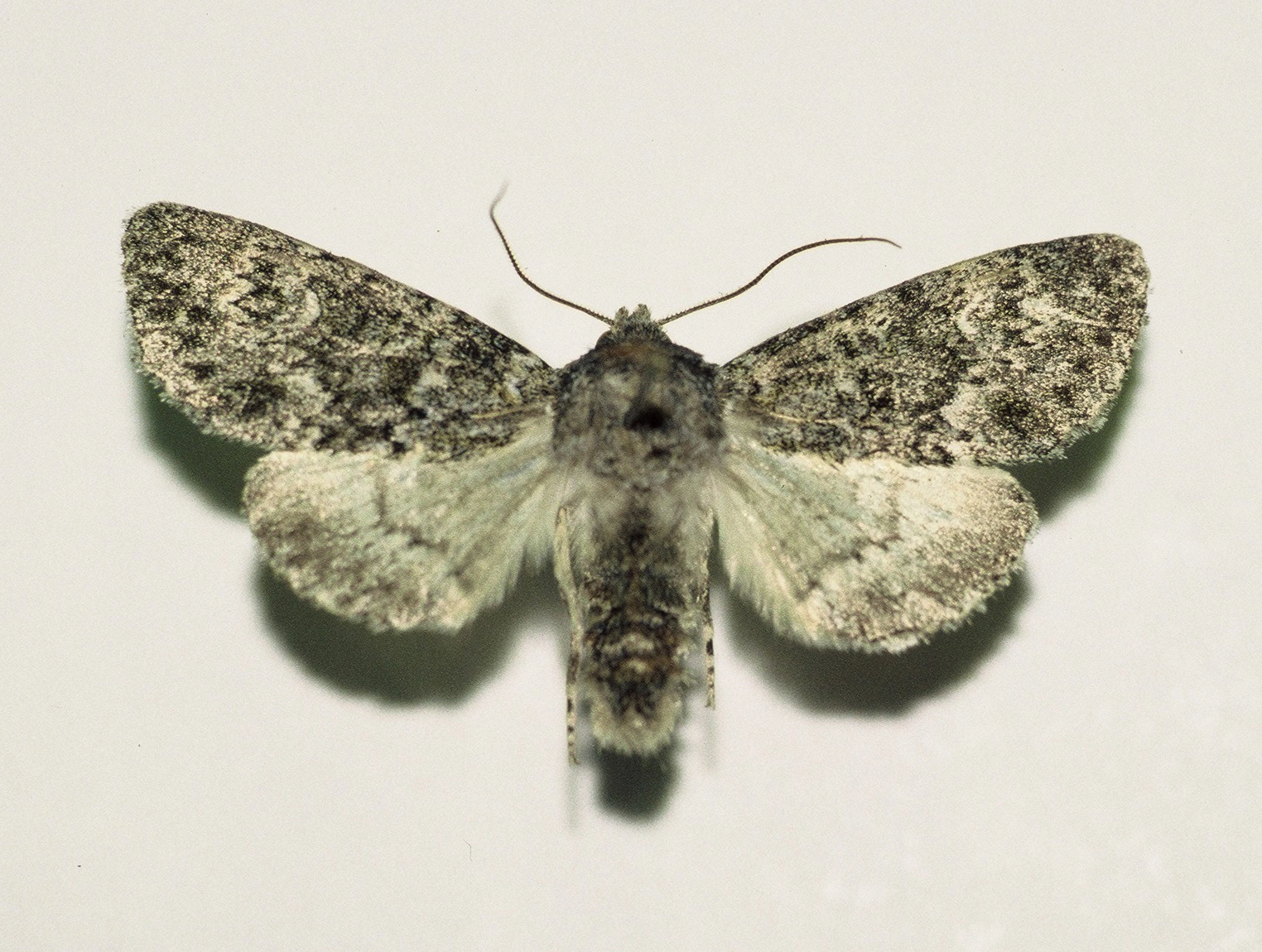 groenige orvlinder Polyploca ridens, Han KS, coll. Naturalis, Leiden, F1000017.JPG